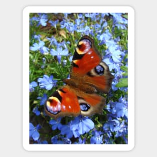 Peacock Butterfly Sticker